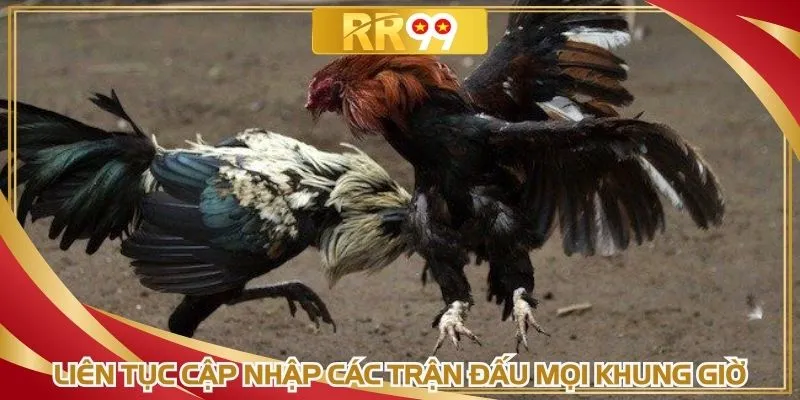 Liên tục cập nhập các trận đấu mọi khung giờ